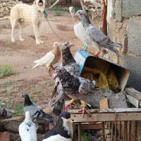 40عدد کبوتر هفت رنگ خطی سیا پوش بی عیب