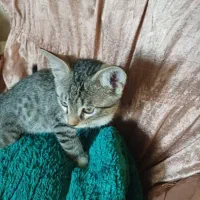 دو عدد بچه گربه بازی‌گوش