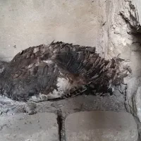 بوقلمون کرچ