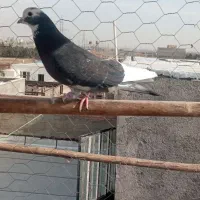 کبوتر۵تا|پرنده|نسیمشهر, |دیوار