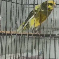 قناری کشیده بلند تر شاخص