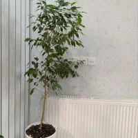 گل آپارتمانی زیبا