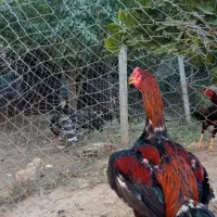 لاری|حیوانات مزرعه|آق قلا, |دیوار
