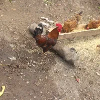 خروس اردک