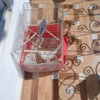 عروس هلندی