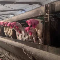 280 عدد مرغ تخمگذار