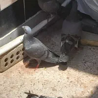 کبوتر