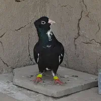 کبوتر پلنگ سیاه کاکل