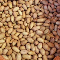 بادام زمینی بذر گلی
