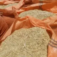 کاه جو و گندم
