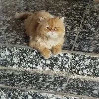 گربه پرشین نر