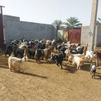 نیستم|حیوانات مزرعه|کارون, |دیوار
