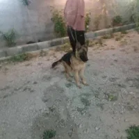 سگ ژرمن شپرد ۴ ماهه باهوش