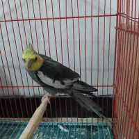 عروس هلندی نر