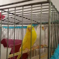 مرغ عشق هلندی