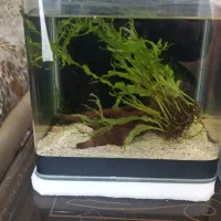 آکواریوم شیشه خم