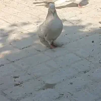 کبوتر