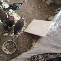 بوقلمون