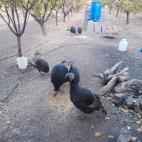 فروش بوقلمون