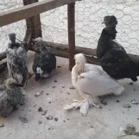 کفتر جوجه ریز مخصوص دستی کردن معاوضه با کفتر