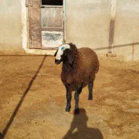 بره قوچ 6ماهه