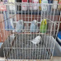 چهار عدد مرغ عشق انگلیسی