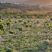 فروش زمین کشاورزی