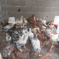 جوجه مرغ 35 روزه سالم