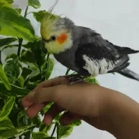 عروس هلندی