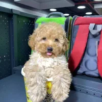 سگ توله پودل توی پودل کرم نسکافه ای ۵ ماه