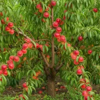 فروش نهال شلیل با لیبل دار