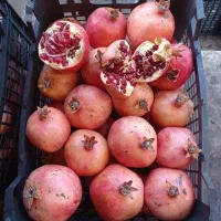 باغ انار و هلو 16000متر