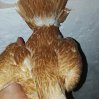 سبرایت بوف