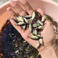 فروش بچه ماهی کپور سالم و باکیفیت