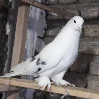 فروشنده و خریدار کفتر و کبوتر