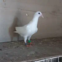 کبوتر جوجه سفید پلاکی فقط تماس