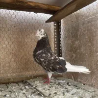 کبوتر هما نر