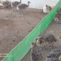 جوجه شترمرغ ،    تخم نطفه دارشترمرغ