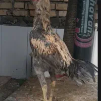 لاری|حیوانات مزرعه|مشهد, رباط طرق|دیوار