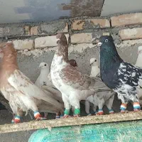 ۲۴ تا کفتر قولدر