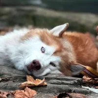 واگذاری سگ هاسکی مالاموت گلد