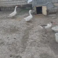 قو غازز تخم گذار ۳ روزه تخم میزارن قیمت ۸۲۰۰