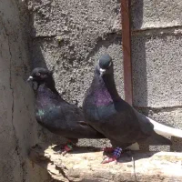 کبوتر ...پرنده