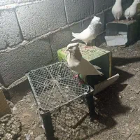 کفتر