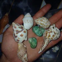 صدف زینتی (تزئینی) و سنگ مرمر
