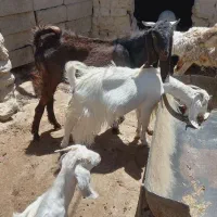 بز بامیش