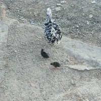 مرغ گلین