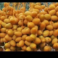 خارک و رطب درجه 1