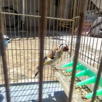 سهره جوجه قفس