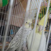 یک جفت عروس هلندی بالغ فوری